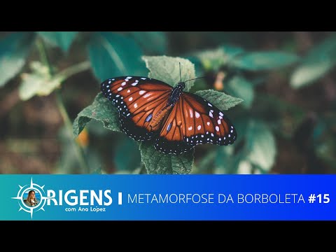 Metamorfose da Borboleta | ORIGENS [TEMP 09 – EP 15]