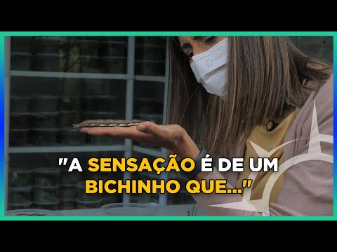 Conheça a rotina de uma lagarta antes de virar borboleta I [CORTE] Metamorfose da Borboleta #15