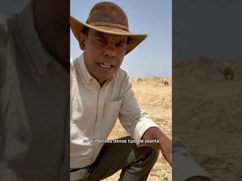CURIOSIDADE DO DESERTO DA JUDEIA #RodrigoSilva