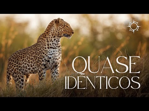 Quase idênticos | ORIGENS [TEMP 11 – EP 03]