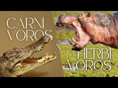 Carnívoros X Herbívoros | ORIGENS [TEMP 11 – EP 04]