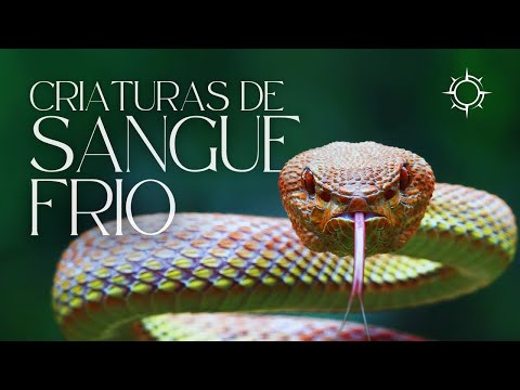 Criaturas de sangue frio | ORIGENS [TEMP 11 – EP 05]