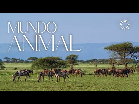 Mundo Animal | ORIGENS [TEMP 11 – EP 01]
