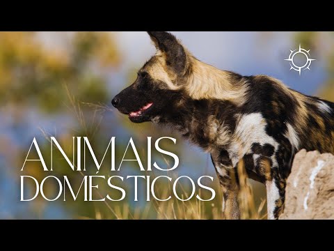 Animais Domésticos | ORIGENS [TEMP 11 – EP 02]