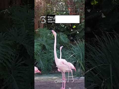 5 curiosidades sobre o flamingo.