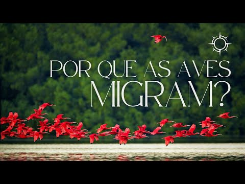 Como Elas Sabem Quando É Hora de Voar? | Mundo Animal | Origens