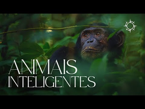 Animais inteligentes | ORIGENS [TEMP 11 – EP 06]