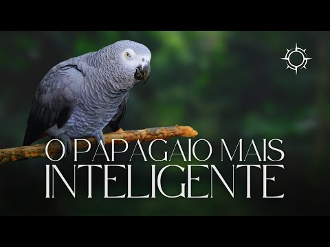 Descobrindo a Inteligência do Papagaio-Cinzento | Mundo Animal | Origens