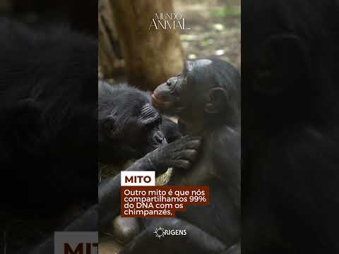 Mitos e verdades dos chimpanzés