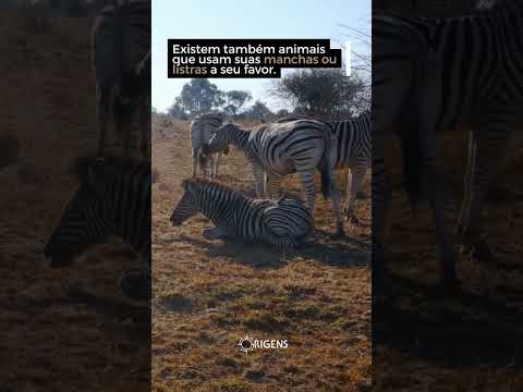 Camuflagem na savana