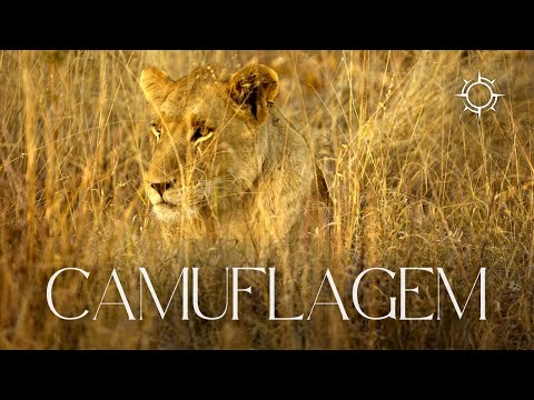 Além do que os Olhos Enxergam | Mundo Animal | Origens