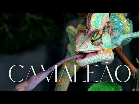Camaleões: A Verdade Sobre sua Mudança de Cor! | Mundo Animal | Origens