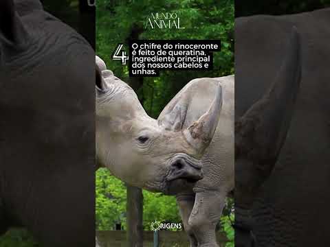 Os maiores animais terrestres do mundo