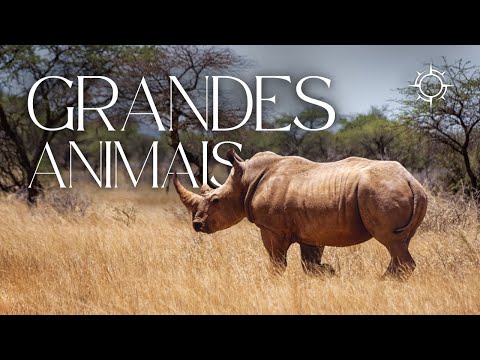 Como o Tamanho do Animal Afeta seu Metabolismo? | Mundo Animal | Origens