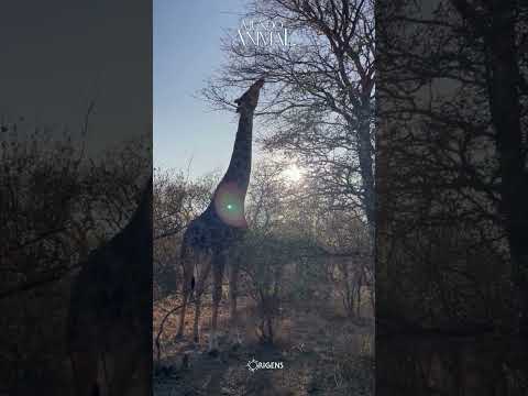 As girafas sempre tiveram pescoço comprido?