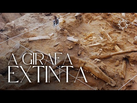 Como era a Girafa de Pescoço Curto? | Mundo Animal | Origens