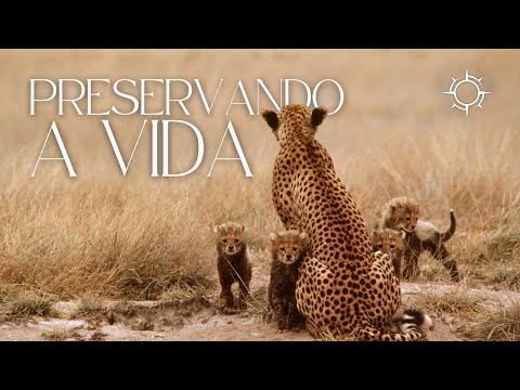 Por Que Devemos Cuidar dos Animais? | Mundo Animal | Origens