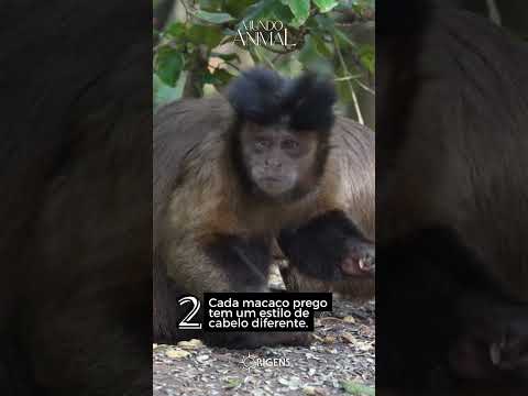 5 curiosidades sobre macacos
