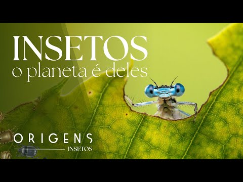 Documentário: Por que os insetos dominam o planeta? | Pequenos Gigantes – Ep. 1 | ORIGENS