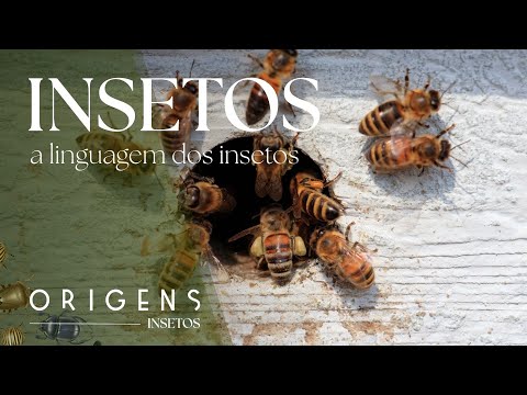 Documentário: Como os insetos se comunicam? A linguagem invisível da natureza | Ep. 8 | ORIGENS