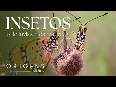 Documentário: O fim da comida? O que o sumiço dos insetos faria com você | Ep. 9 | ORIGENS